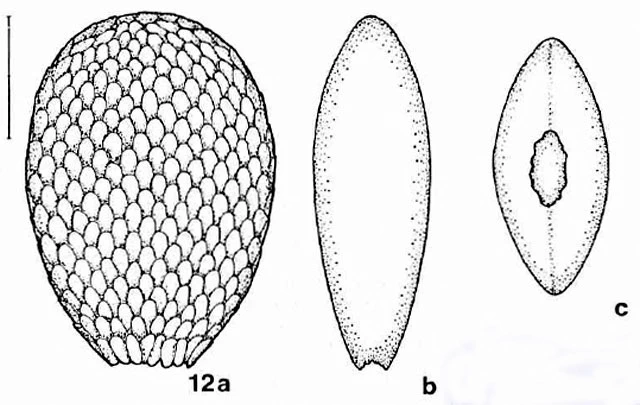 Assulina