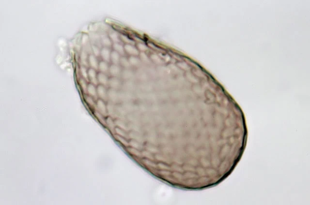 Assulina seminulum