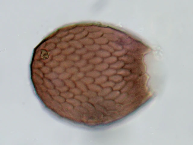 Assulina seminulum