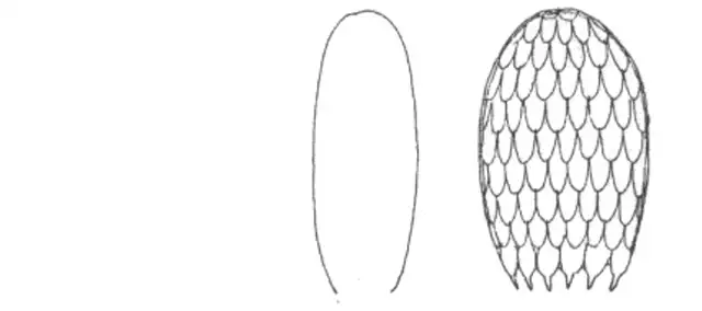 Assulina muscorum denticulata