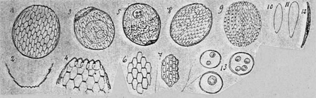 Assulina scandinavica