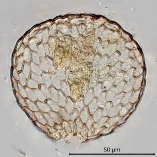 Assulina scandinavica