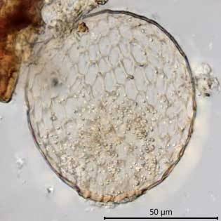 Assulina scandinavica