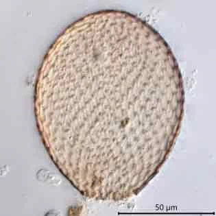 Assulina scandinavica