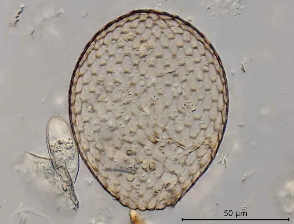 Assulina scandinavica