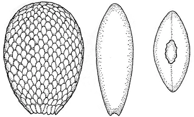 Assulina seminulum