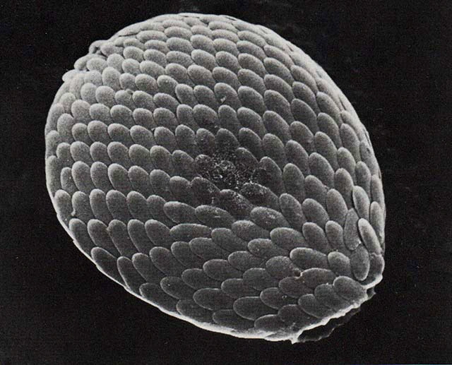 Assulina seminulum