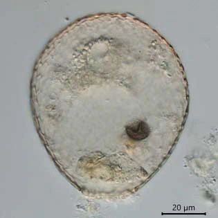 Assulina seminulum