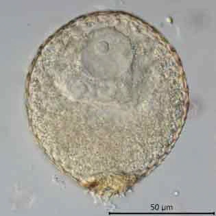 Assulina seminulum