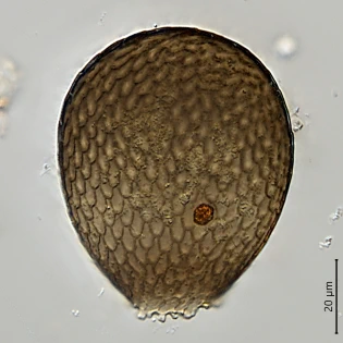 Assulina seminulum