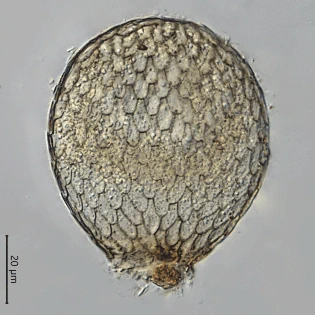 Assulina seminulum