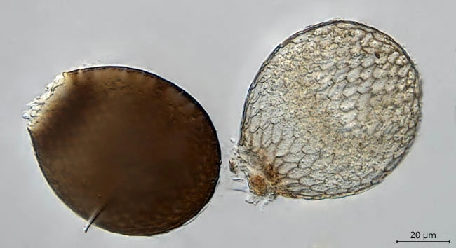 Assulina seminulum