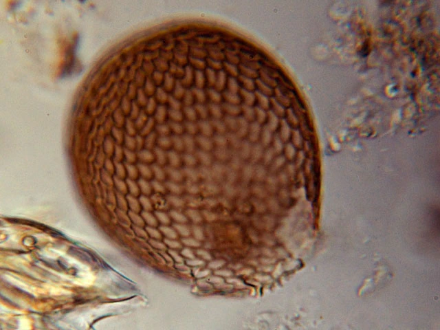 Assulina seminulum