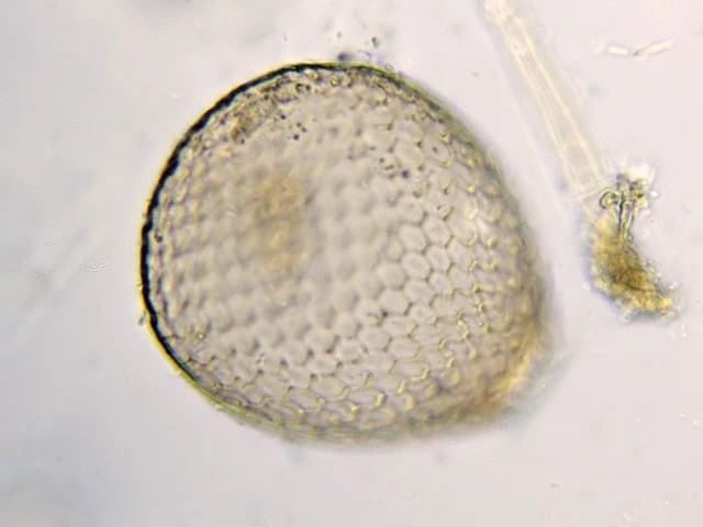 Assulina seminulum
