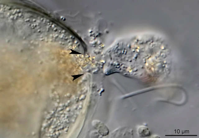 Asterocaelum and Peranema