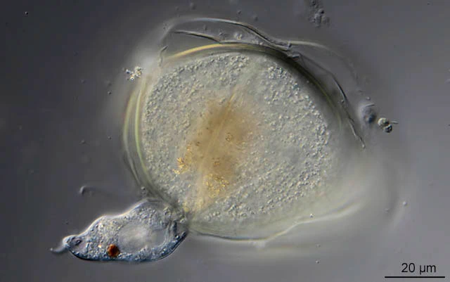 Asterocaelum and Peranema