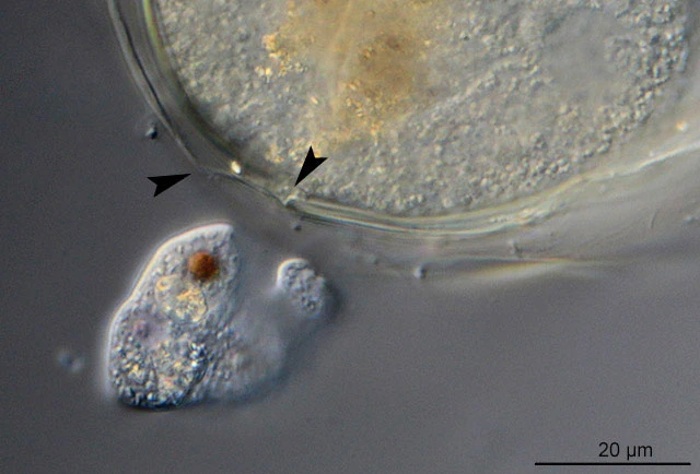 Asterocaelum and Peranema