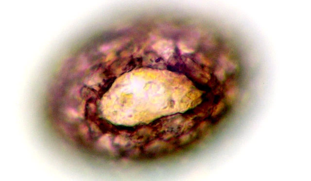 Awerintzewia cyclostoma