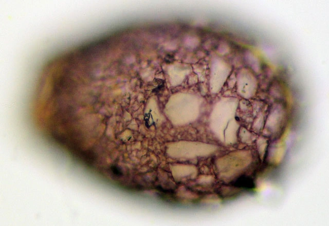 Awerintzewia cyclostoma