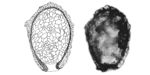 Awerintzewia schoutedeni
