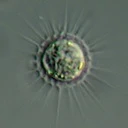 Belonocystis