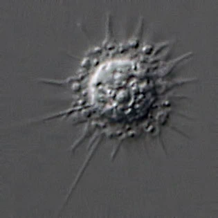 Belonocystis spec.