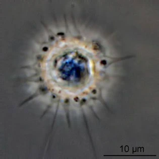 Belonocystis spec.