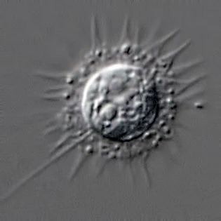 Belonocystis spec.