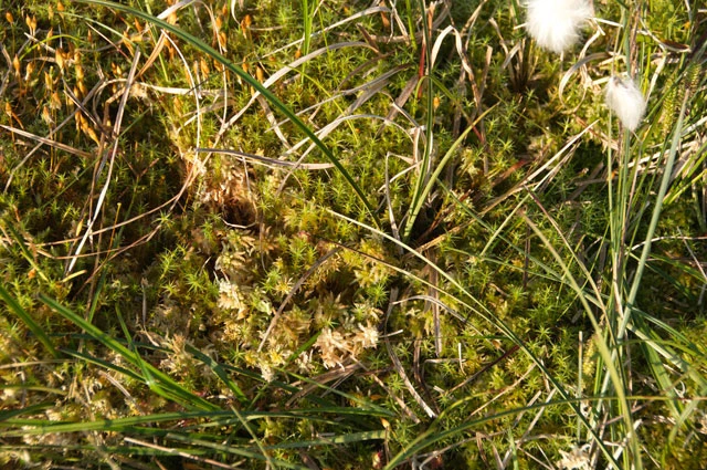 Micrasterias crux-melitensis var. janeira