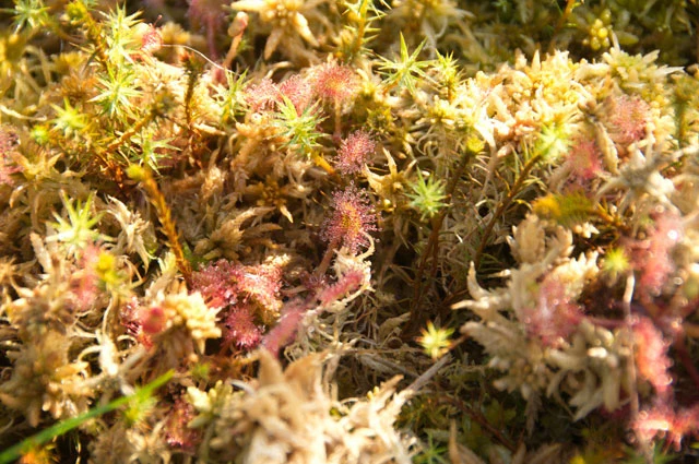 Micrasterias crux-melitensis var. janeira
