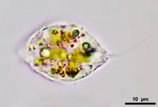 Paramphitrema Astrodicus saltans