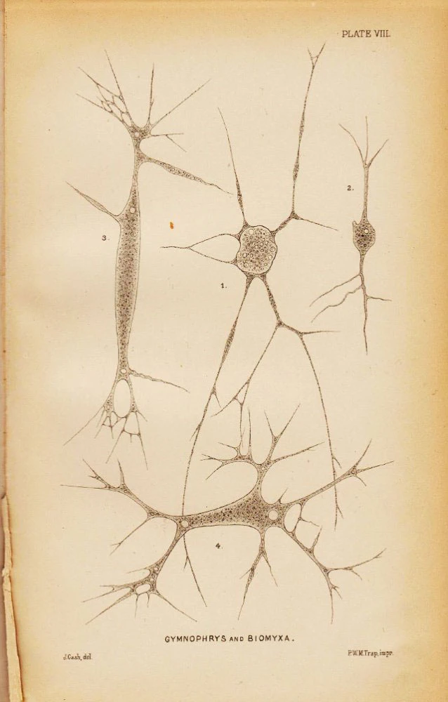 Biomyxa vagans
