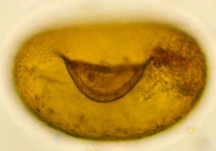 Bullinularia gracilis