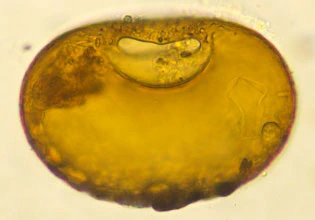 Bullinularia gracilis