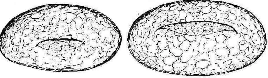 Bullinularia navicula