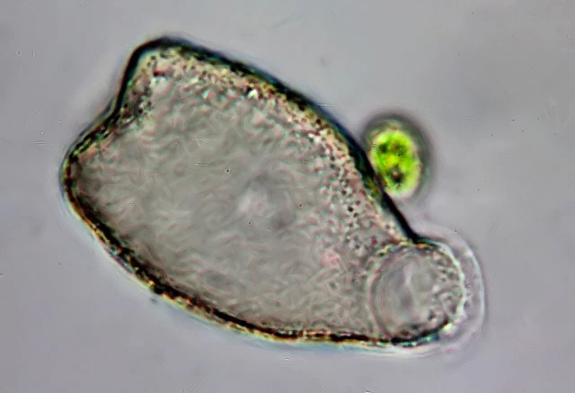 Campascus minutus
