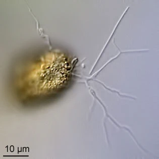 Capsellina bryorum