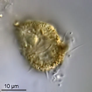 Capsellina bryorum