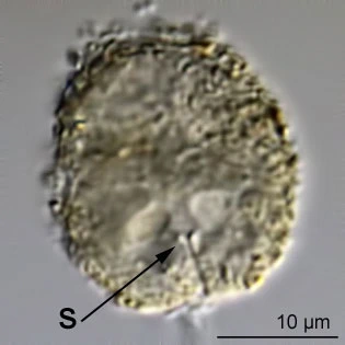 Capsellina bryorum