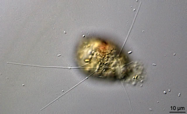 Capsellina bryorum