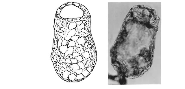 Centropyxis arunachalensis