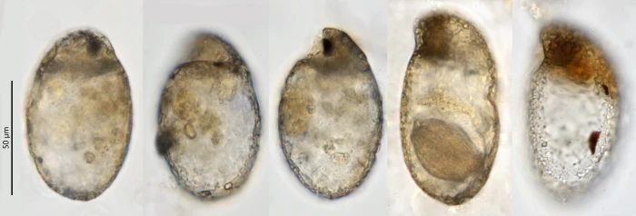 Centropyxis capucina