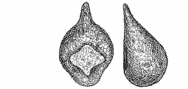 Centropyxis chardezi