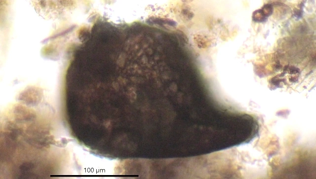 Centropyxis cordobensis