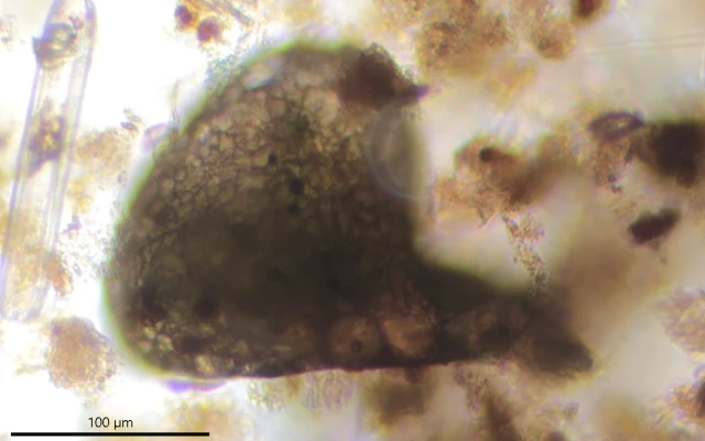 Centropyxis cordobensis