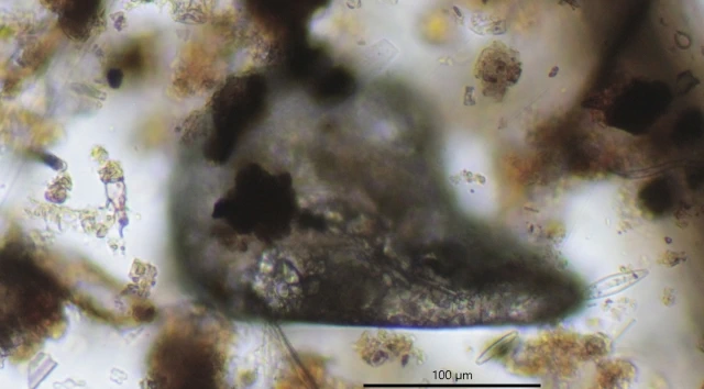 Centropyxis cordobensis