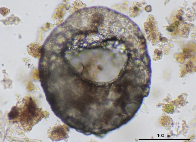 Centropyxis cordobensis