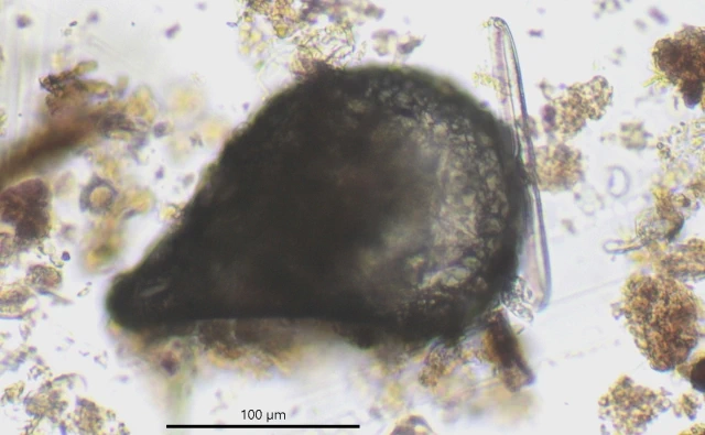 Centropyxis cordobensis
