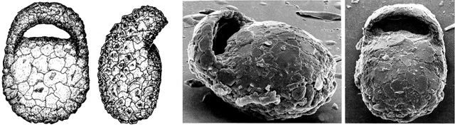 Centropyxis cryptostoma