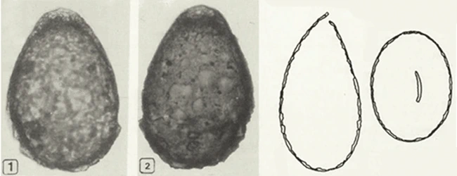 Centropyxis declivistoma